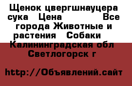 Щенок цвергшнауцера сука › Цена ­ 25 000 - Все города Животные и растения » Собаки   . Калининградская обл.,Светлогорск г.